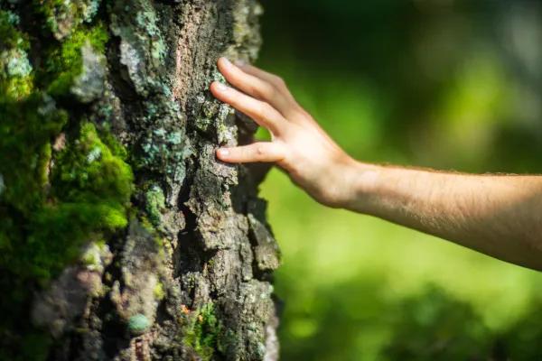 Eine Hand berührt die flechten- und moosbewachsene Rinde eines alten Baumes